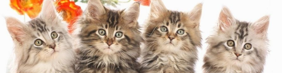 Выставка кошек «Золотая кошка Евразии»